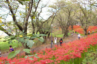 Higanbana at gongendo park