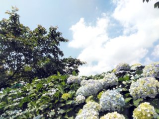 hydrangeas bloom in the rainy season