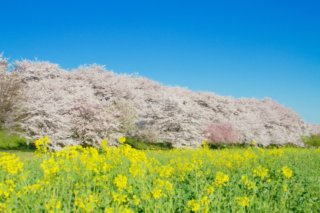 cherry blossoms and canola flowers bloom at gongendo park