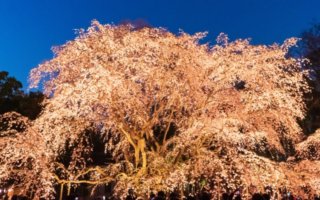 Cherry blossoms's light-up at Rikugien
