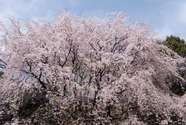 The weeping cherry blossoms
