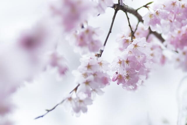 The weeping cherry blossoms