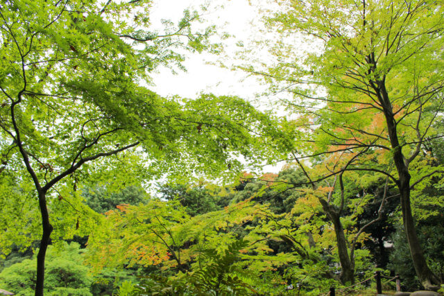 Trees at the Japanese gardens