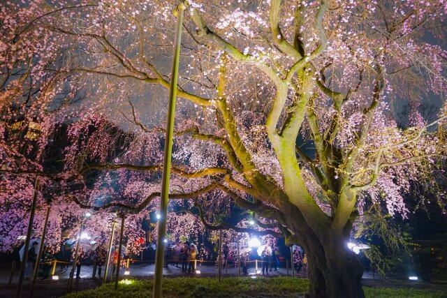 Illuminated weeping cherry blossoms