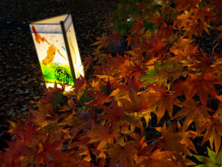 Lights and colored leaves