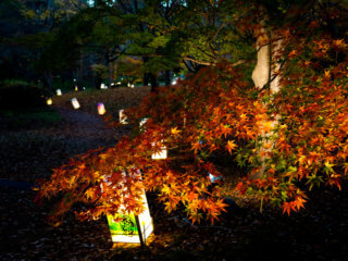 Many lights and colored leaves