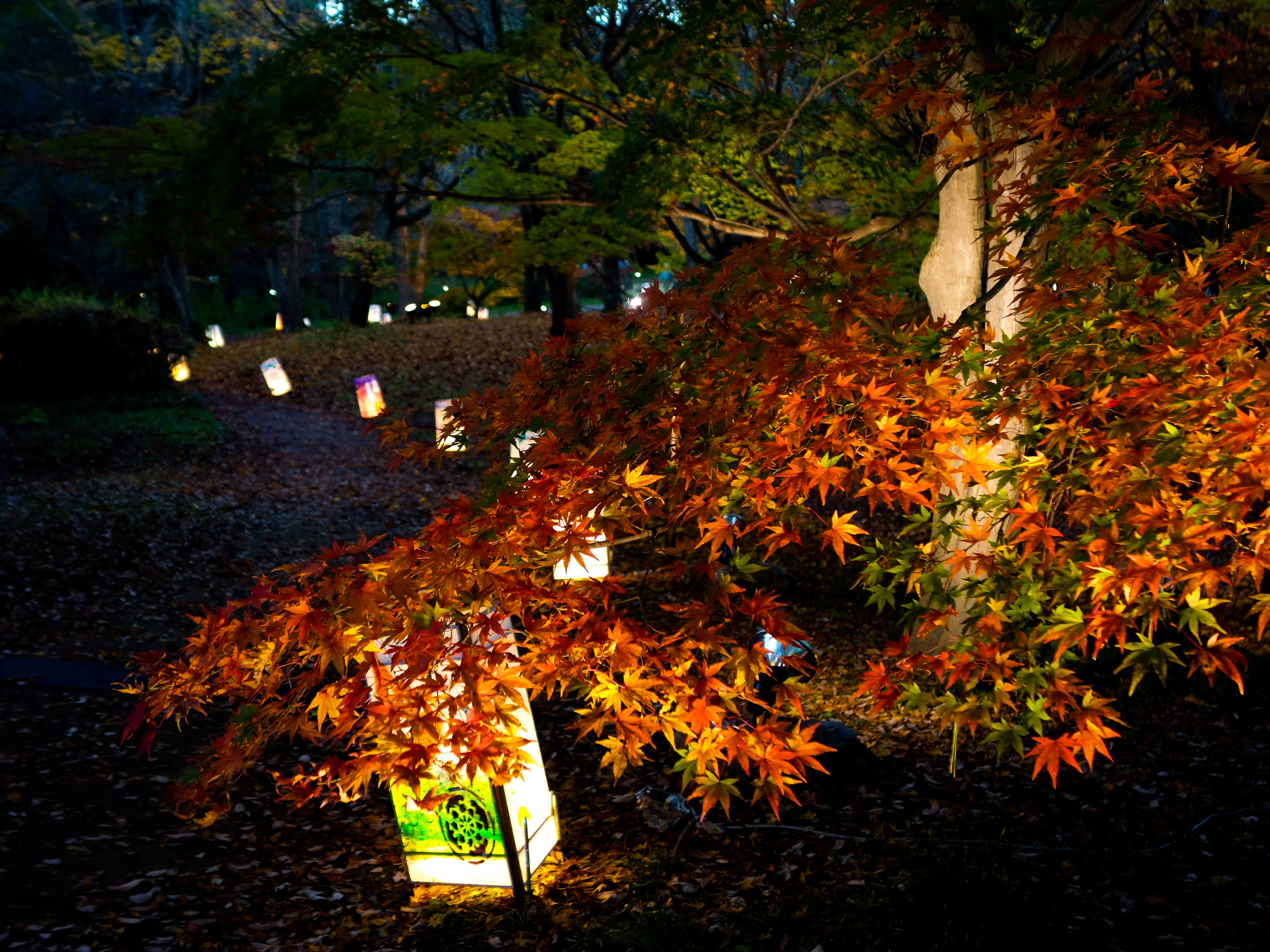 Many lights and colored leaves