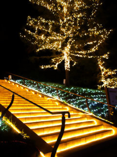 Illuminated stairs in Shinrin Park