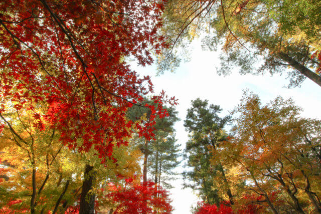 Beautiful trees in Heirin-ji