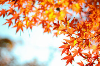 Colored leaves-Red