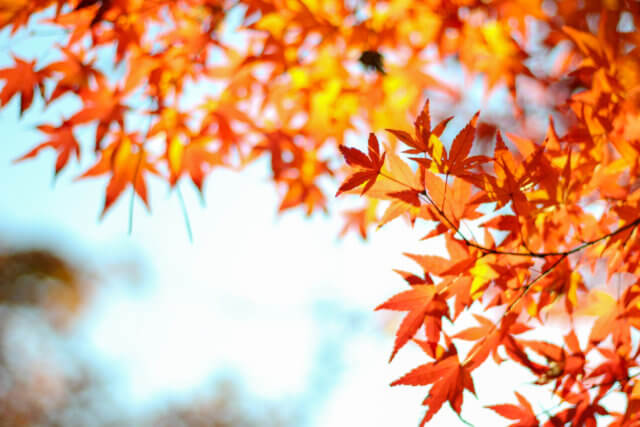 Colored leaves-Red