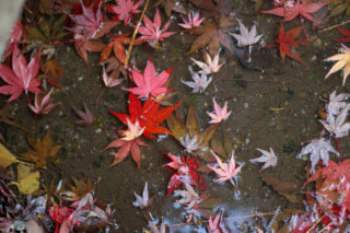 Colored leaves on the ground