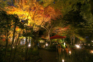 Beautiful lit-up trees in Suisokuken