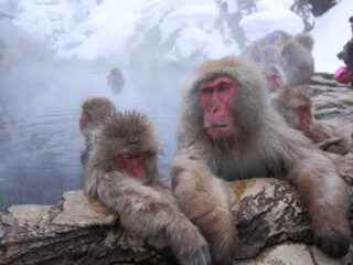 Monkeys enjoy onsen