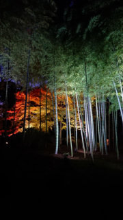 Bamboo and autumn leaves at night