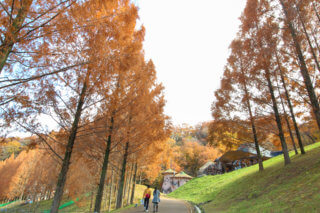 People walking on the road of Metasequoias