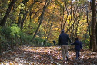 People walking in beautiful forest