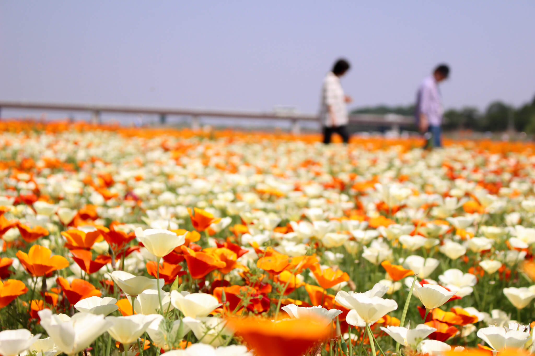 yellow poppy in konosu