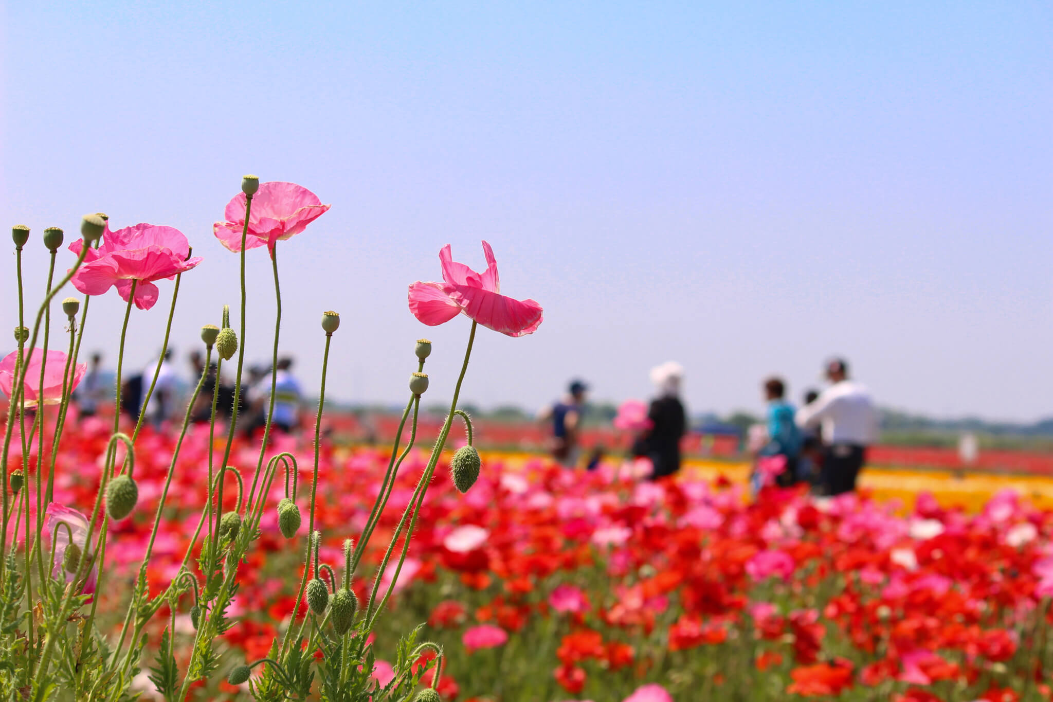 poppy fields in konosu
